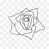 线描玫瑰花