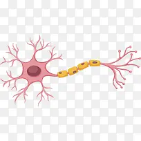 生物医学神经细胞