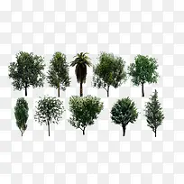 各种类型的树
