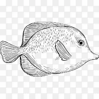 海生生物手绘小鱼