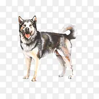 手绘牧羊犬
