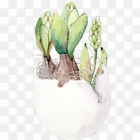 彩蛋花盆里的植物图