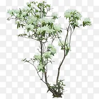 白色花朵花枝树木植物