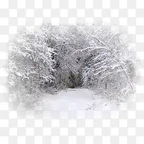树上的雪