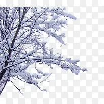 树枝上的雪