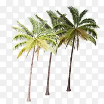 笔直的热带椰子树