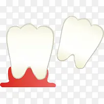 健康的牙齿结构