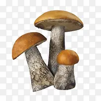 一株三个小蘑菇