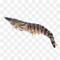 海鲜虎纹虾