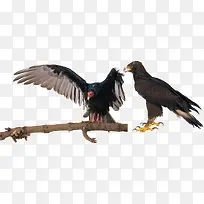 鸟类动物秃鹫