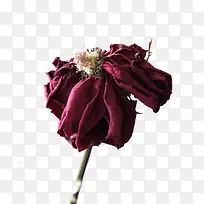 凋谢的玫瑰花花瓣