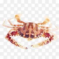 新鲜螃蟹海蟹png素材