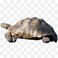 长寿海龟