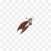 海龟PNG图标