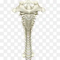 人体脊柱骨头