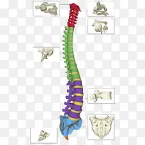 腰椎骨头部位诠释