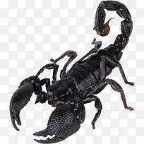 黑色剧毒蝎子
