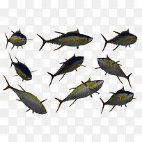 鱼类海底动物 各种鱼