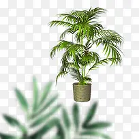 产品实物绿色花盆盆栽