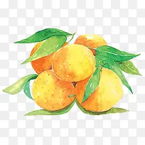 五只柑橘手绘