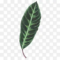 手绘创意植物叶子免抠图