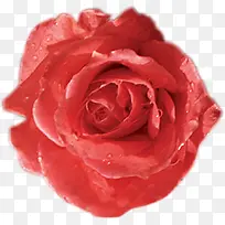 红色鲜花玫瑰露珠新鲜