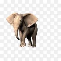 行走中的大象正面