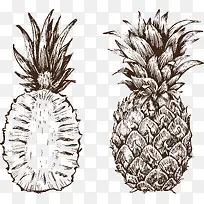 素描菠萝
