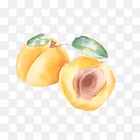 手绘水彩黄杏