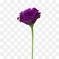 紫色鲜艳的带花梗的一朵大花实物