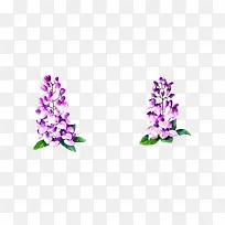 两株紫藤花