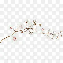 白色树枝花朵装饰图案