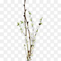 花枝