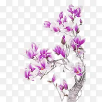 紫色手绘玉兰花装饰图案