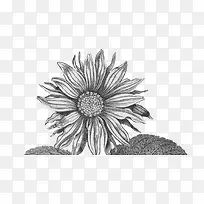 手绘风格黑白向日葵