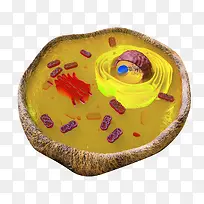 真核细胞中的线粒体彩色插图透明