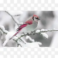 树枝上的红色小鸟冬季海报背景