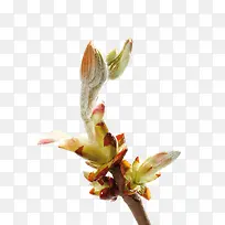 植物新芽嫩叶