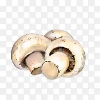 手绘双孢蘑菇