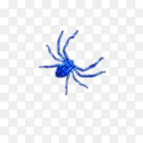 蓝色蜘蛛矢量图
