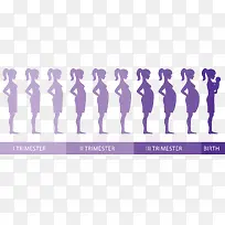 紫色怀孕过程