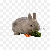 可爱兔子吃东西png