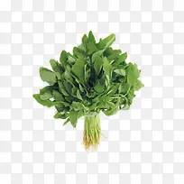 蔬菜苋菜食用养生