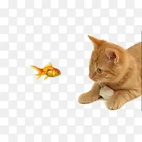 小猫和小鱼