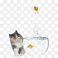 小猫和鱼