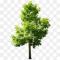 立面树素材绿叶