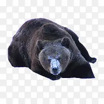 大黑熊狗熊