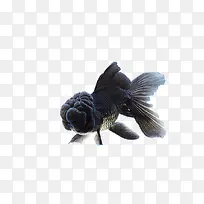 黑色金鱼