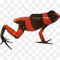红黑条纹的青蛙