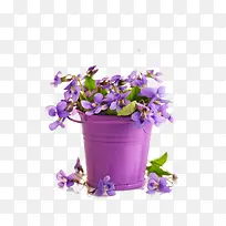 铁桶中的紫色小花